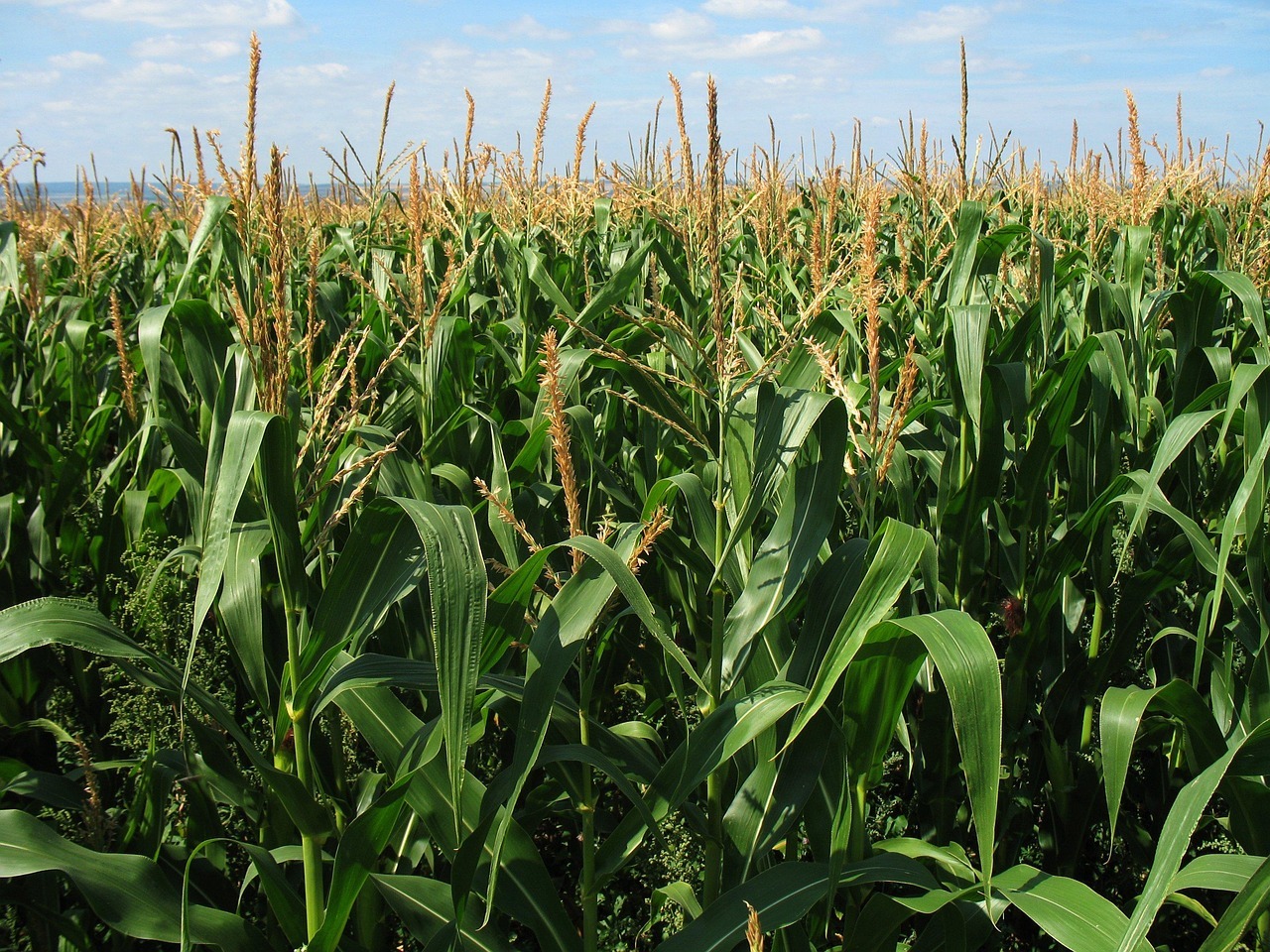 corn field 1935 1280